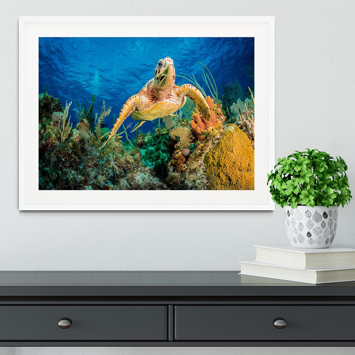 Hawksbill Turtle Swimming Through Caribbean Reef Framed Print - Canvas Art Rocks - 5