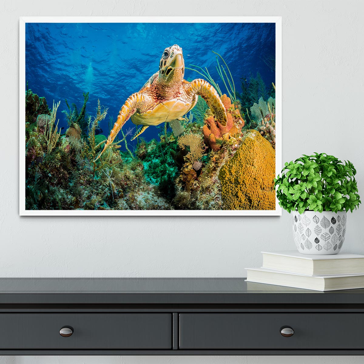 Hawksbill Turtle Swimming Through Caribbean Reef Framed Print - Canvas Art Rocks -6