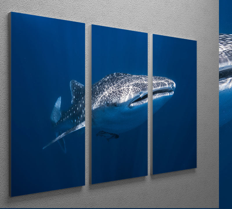 Whale Shark 3 Split Panel Canvas Print - Canvas Art Rocks - 2
