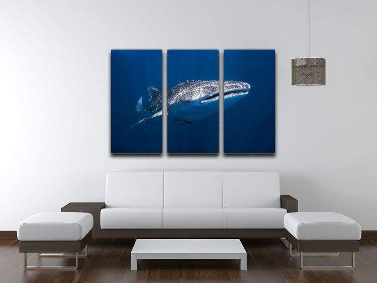 Whale Shark 3 Split Panel Canvas Print - Canvas Art Rocks - 3