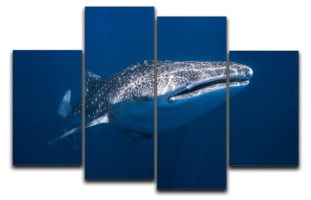 Whale Shark 4 Split Panel Canvas - Canvas Art Rocks - 1