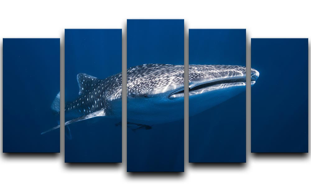 Whale Shark 5 Split Panel Canvas - Canvas Art Rocks - 1