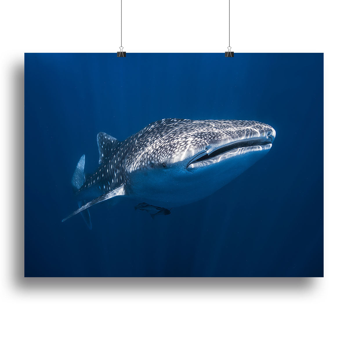Whale Shark Canvas Print or Poster - Canvas Art Rocks - 2