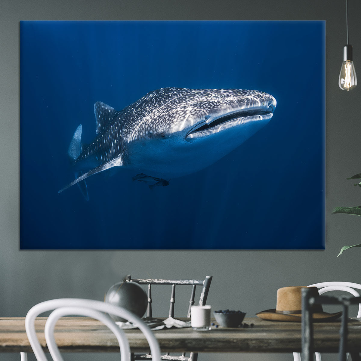 Whale Shark Canvas Print or Poster - Canvas Art Rocks - 3