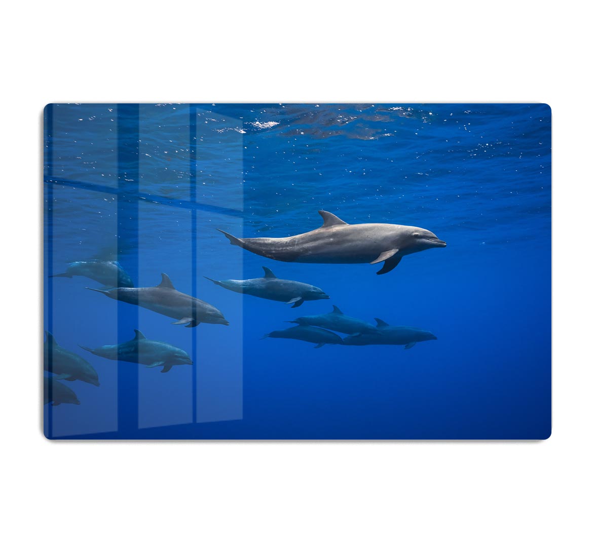Dolphins HD Metal Print - 1x - 1