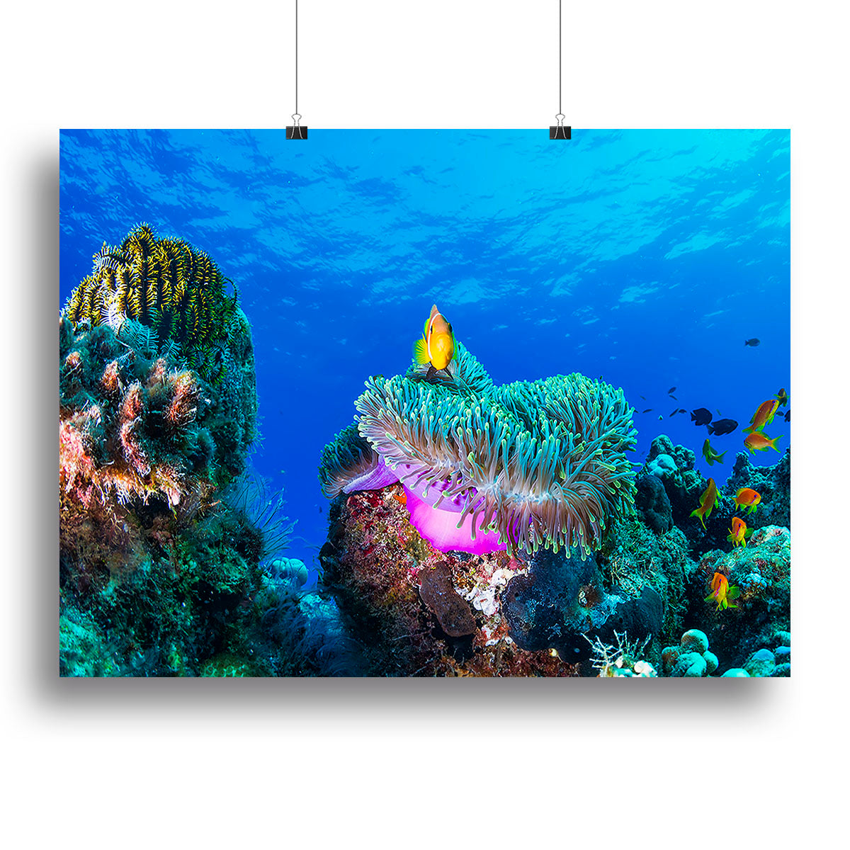 Sea Life Canvas Print or Poster - Canvas Art Rocks - 2