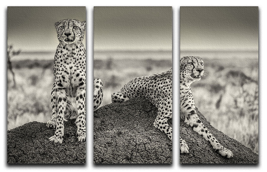 Two Cheetahs watching out 3 Split Panel Canvas Print - Canvas Art Rocks - 1