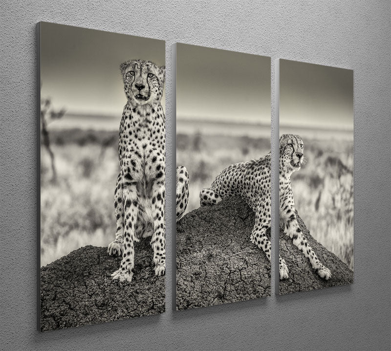 Two Cheetahs watching out 3 Split Panel Canvas Print - Canvas Art Rocks - 2