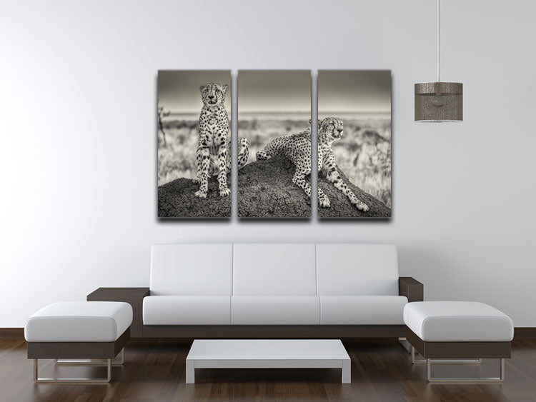 Two Cheetahs watching out 3 Split Panel Canvas Print - Canvas Art Rocks - 3