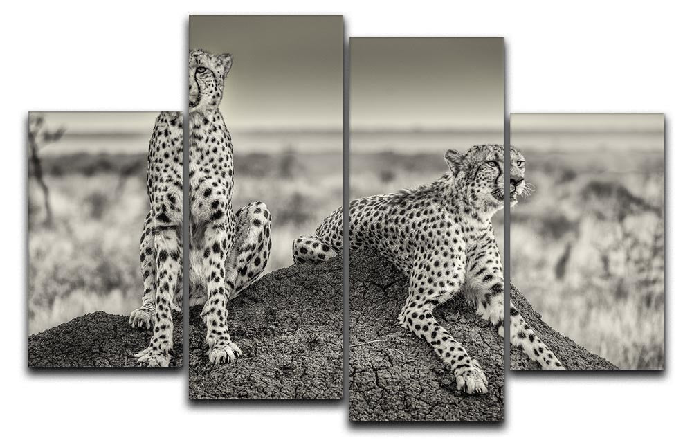 Two Cheetahs watching out 4 Split Panel Canvas - Canvas Art Rocks - 1
