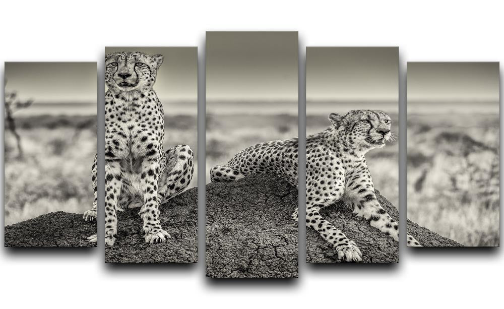 Two Cheetahs watching out 5 Split Panel Canvas - Canvas Art Rocks - 1