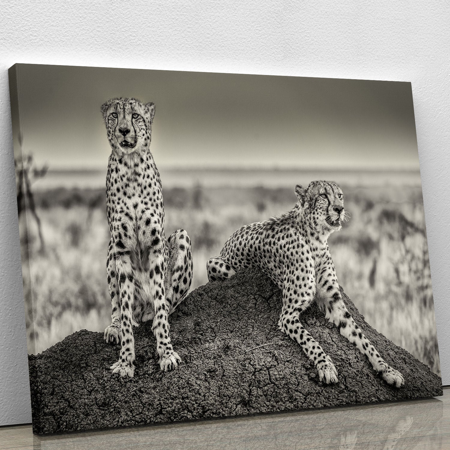 Two Cheetahs watching out Canvas Print or Poster - Canvas Art Rocks - 1