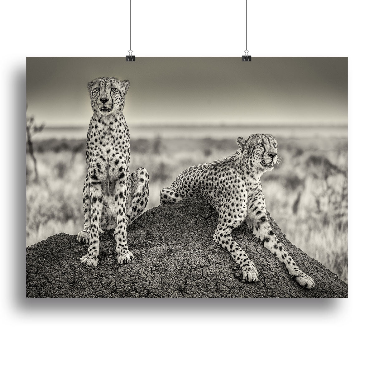 Two Cheetahs watching out Canvas Print or Poster - Canvas Art Rocks - 2
