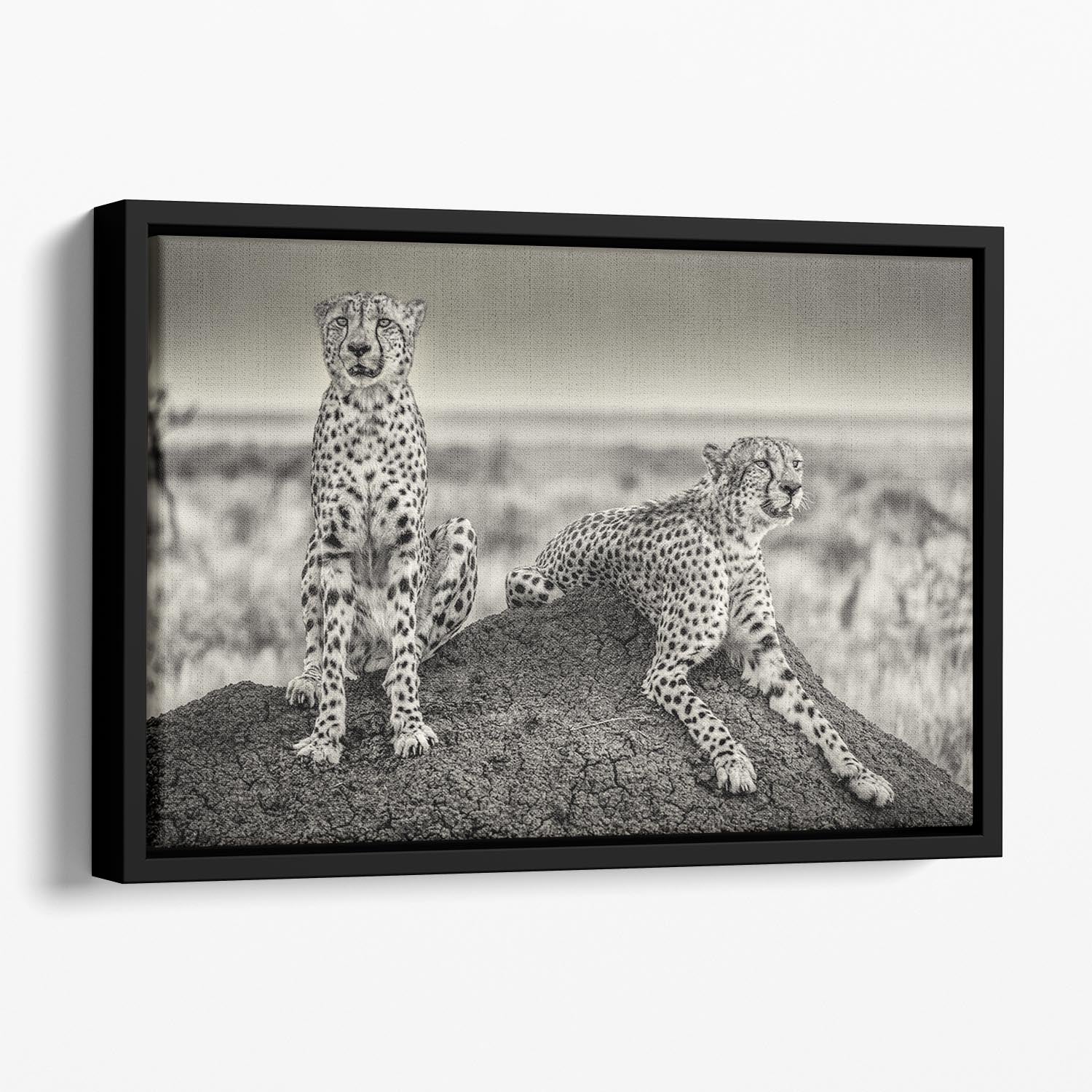Two Cheetahs watching out Floating Framed Canvas - Canvas Art Rocks - 1