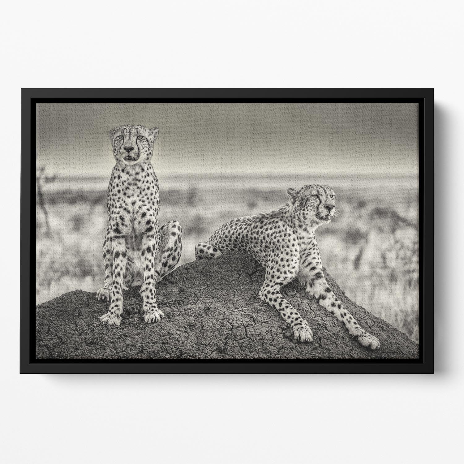 Two Cheetahs watching out Floating Framed Canvas - Canvas Art Rocks - 2