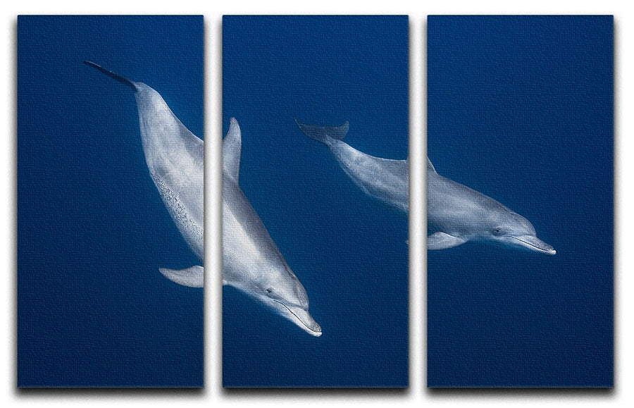 Bottlenose Dolphins 3 Split Panel Canvas Print - 1x - 1