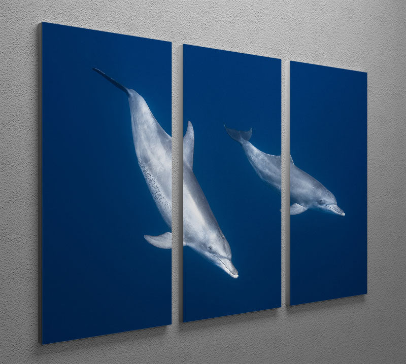 Bottlenose Dolphins 3 Split Panel Canvas Print - 1x - 2