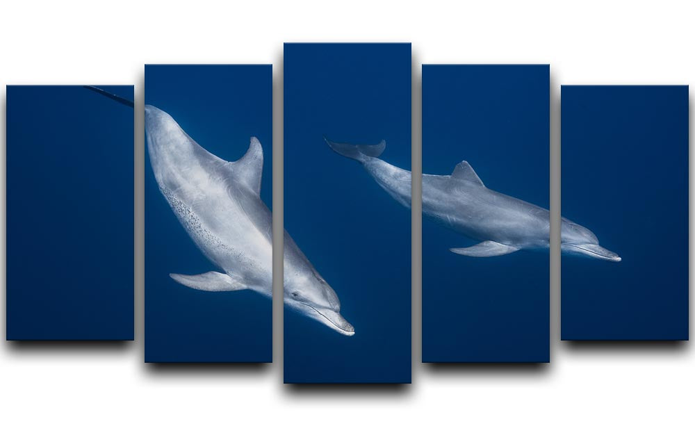 Bottlenose Dolphins 5 Split Panel Canvas - 1x - 1