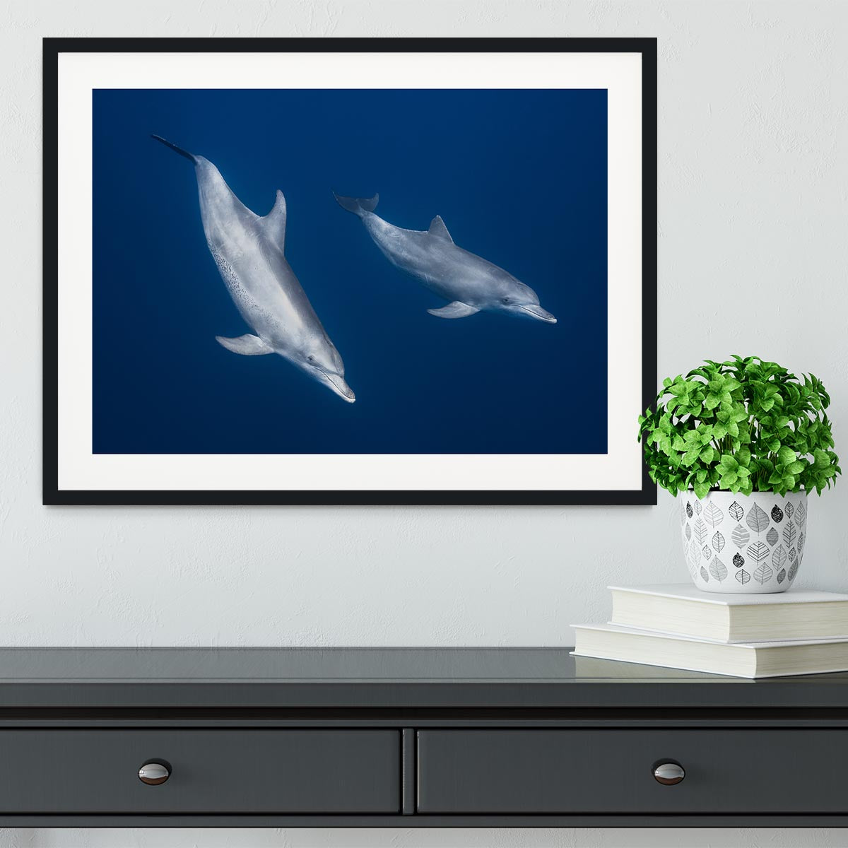 Bottlenose Dolphins Framed Print - 1x - 1