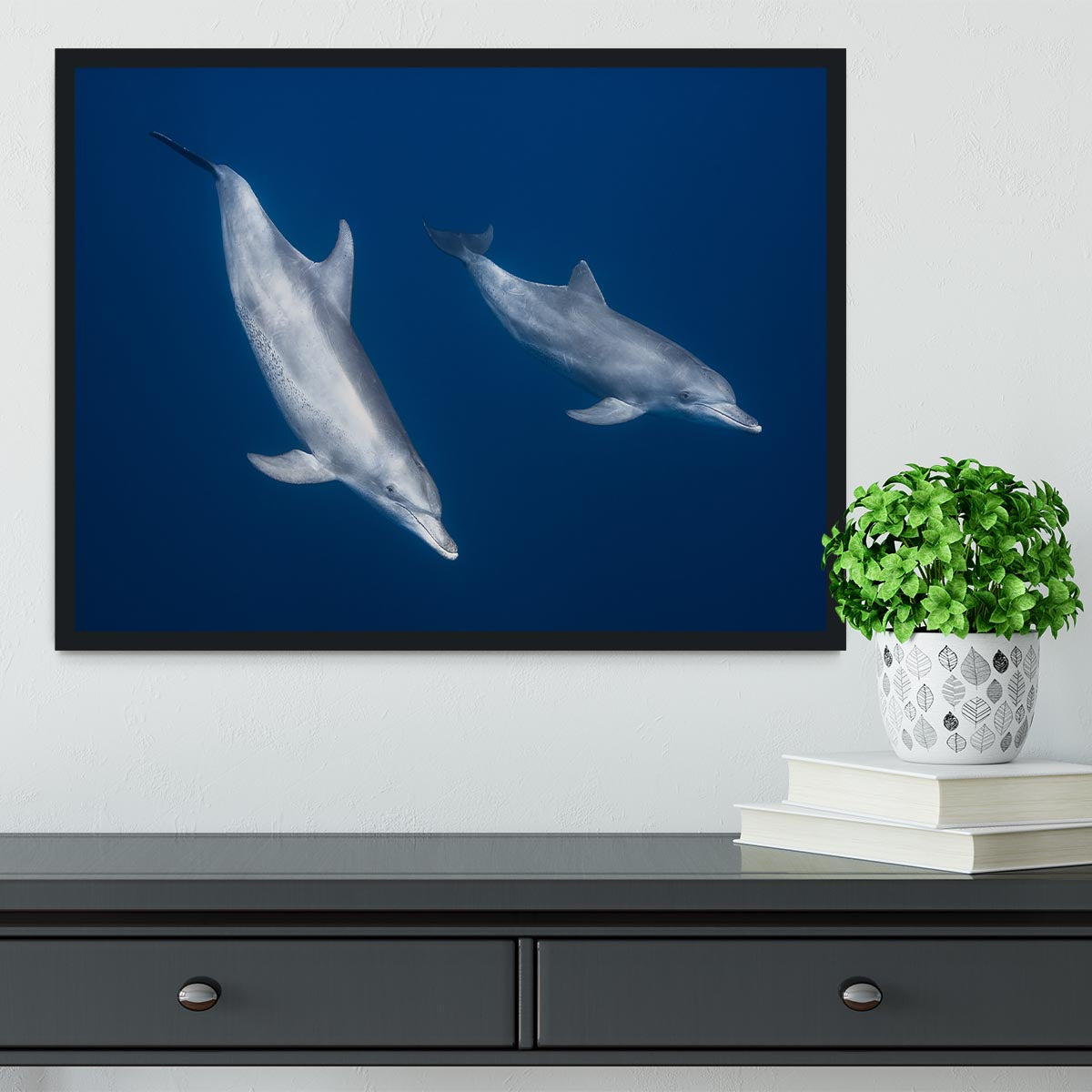 Bottlenose Dolphins Framed Print - 1x - 2