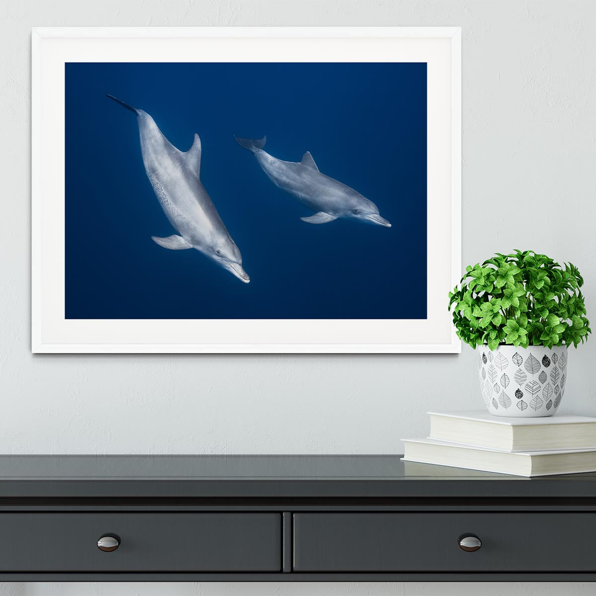 Bottlenose Dolphins Framed Print - 1x - 5