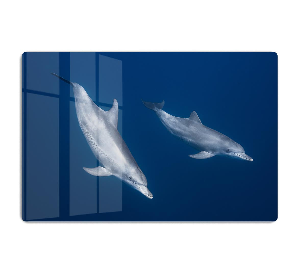 Bottlenose Dolphins HD Metal Print - 1x - 1