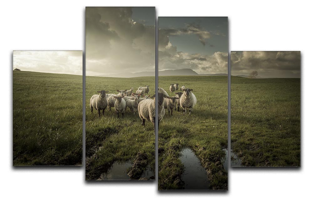 Sheep in field 4 Split Panel Canvas - Canvas Art Rocks - 1