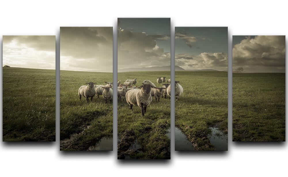 Sheep in field 5 Split Panel Canvas - Canvas Art Rocks - 1