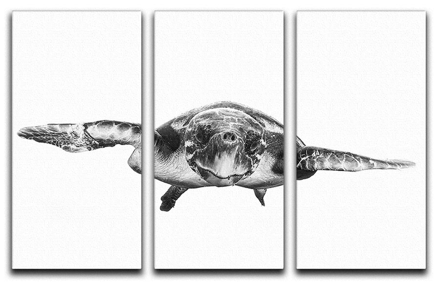 White And Turtle 3 Split Panel Canvas Print - Canvas Art Rocks - 1