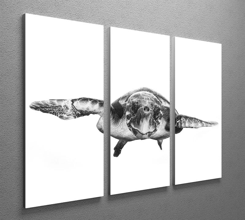White And Turtle 3 Split Panel Canvas Print - Canvas Art Rocks - 2