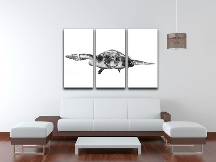 White And Turtle 3 Split Panel Canvas Print - Canvas Art Rocks - 3