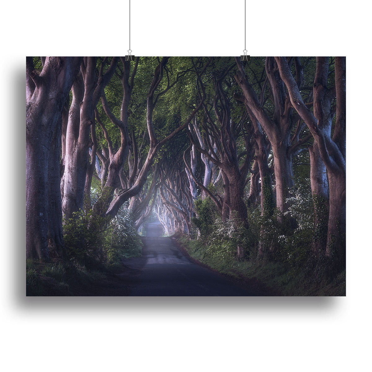The Dark Hedges Canvas Print or Poster - Canvas Art Rocks - 2