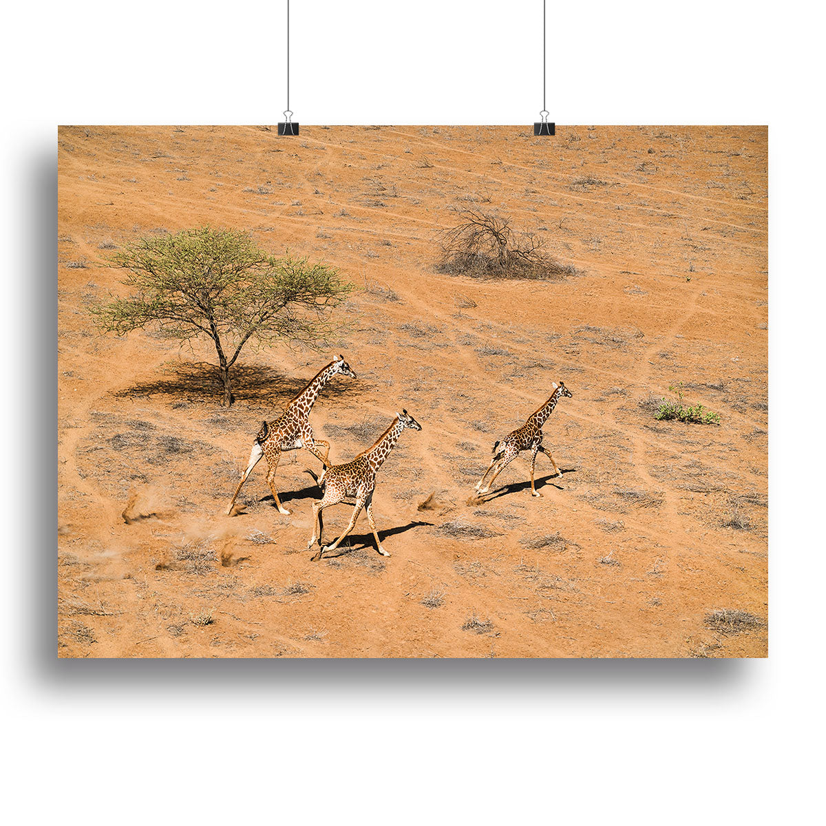 Giraffe Family Paradise Canvas Print or Poster - Canvas Art Rocks - 2