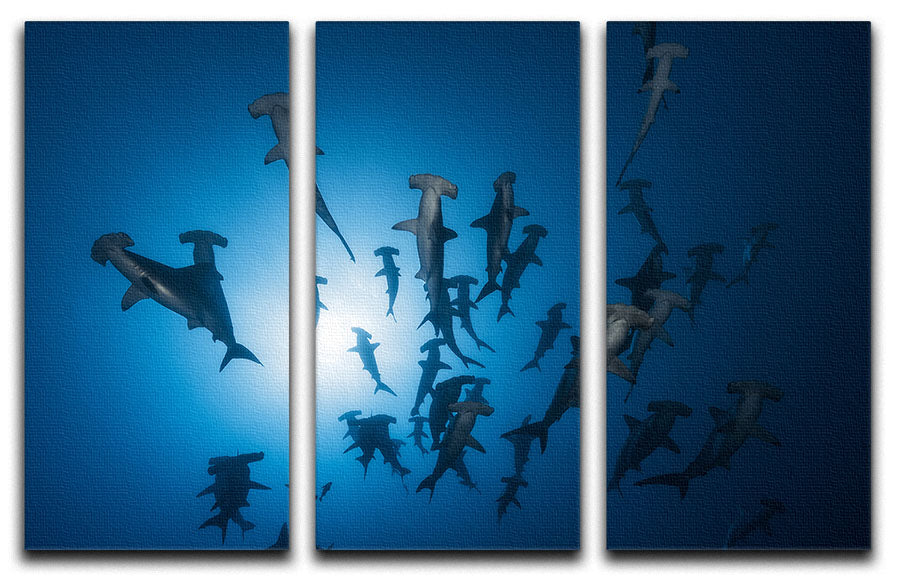 Hammerhead Shark 2 3 Split Panel Canvas Print - Canvas Art Rocks - 1