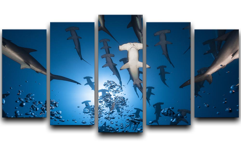 Hammerhead Shark 5 Split Panel Canvas - Canvas Art Rocks - 1