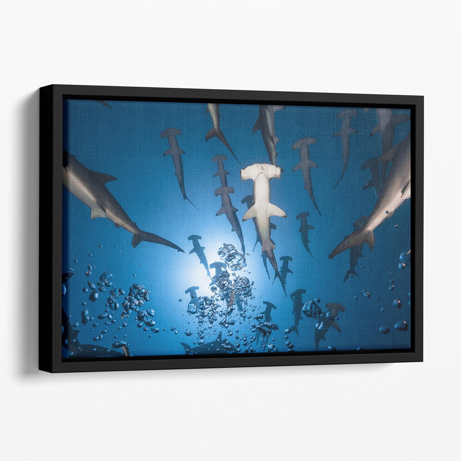 Hammerhead Shark Floating Framed Canvas - Canvas Art Rocks - 1