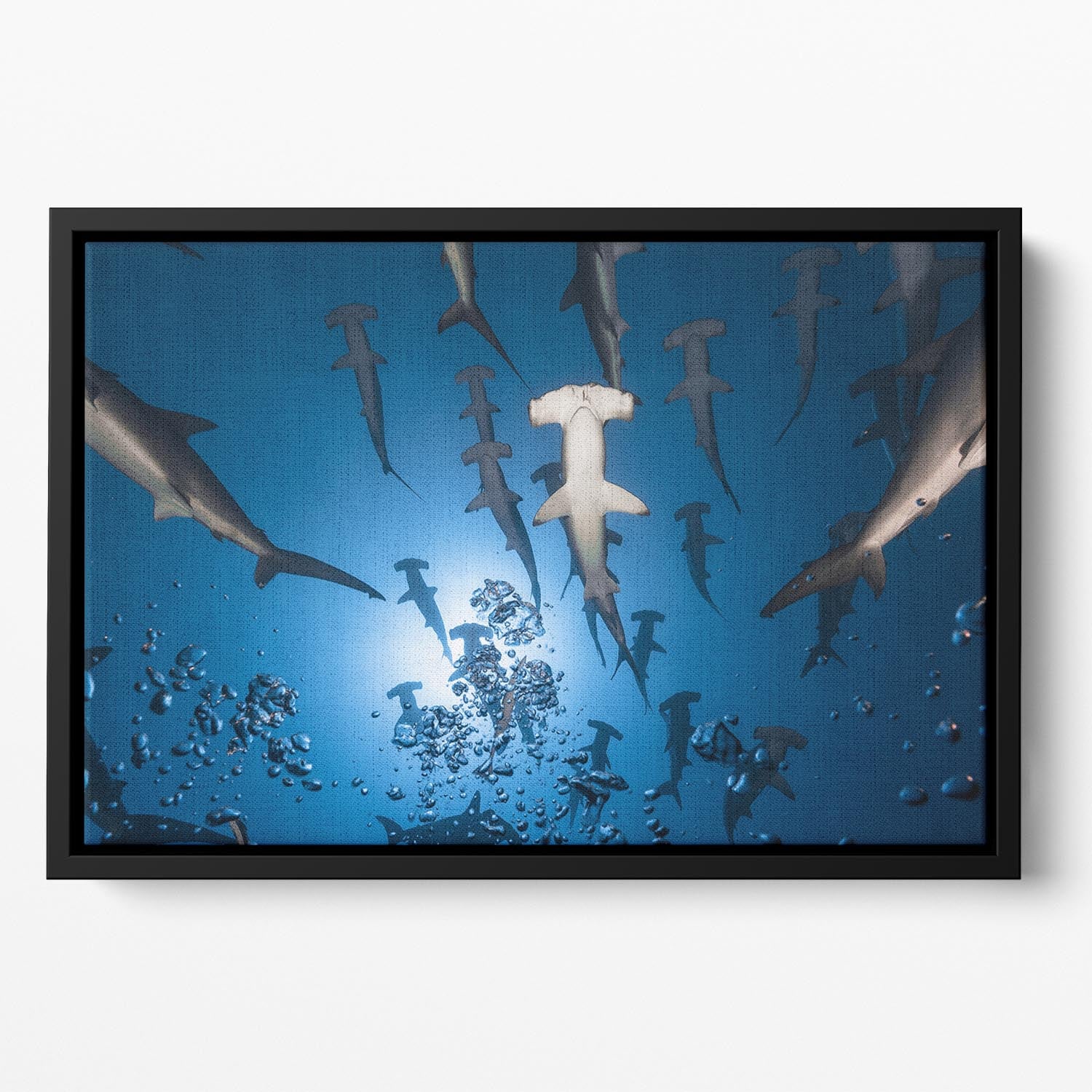 Hammerhead Shark Floating Framed Canvas - Canvas Art Rocks - 2