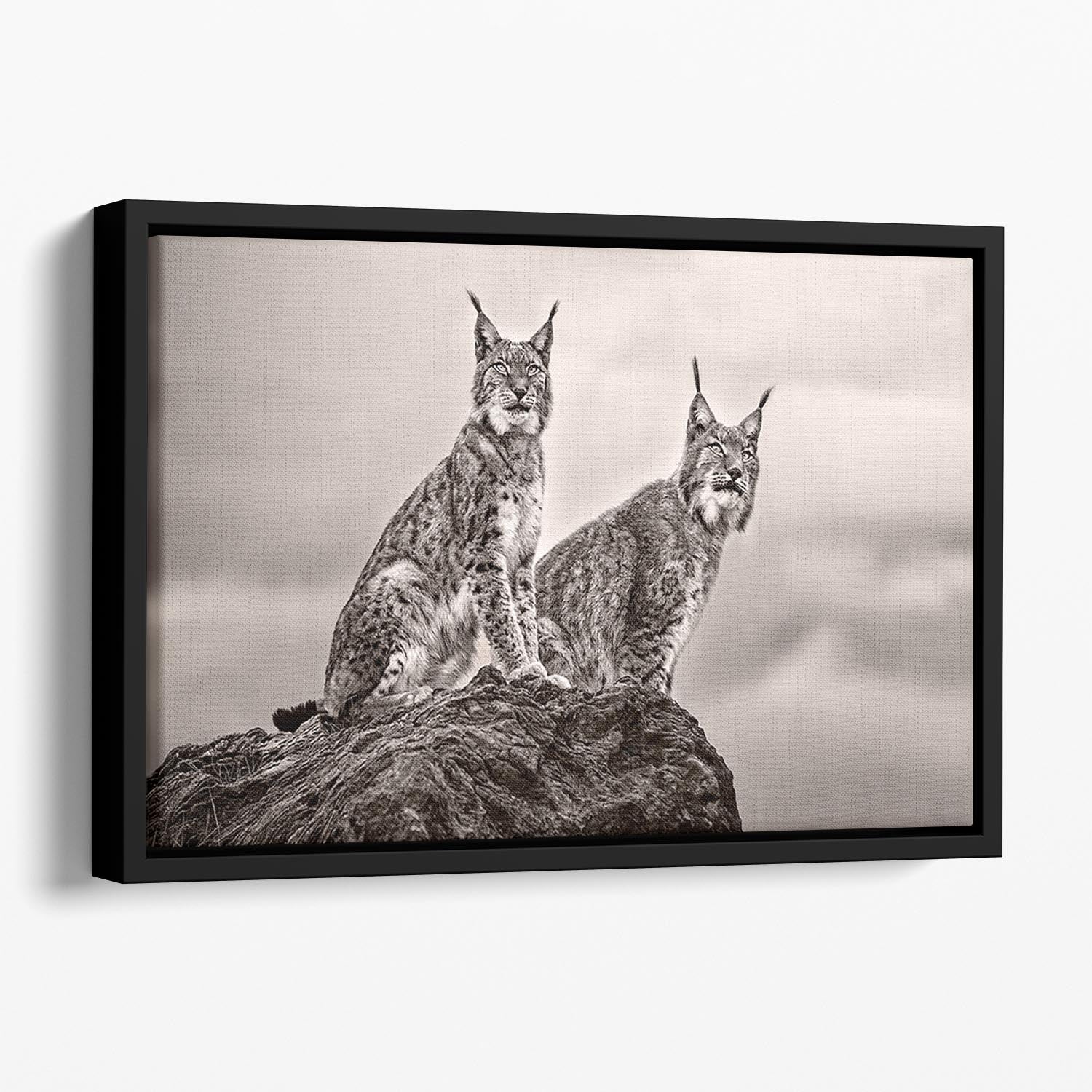 Two Lynx on rock Floating Framed Canvas - Canvas Art Rocks - 1