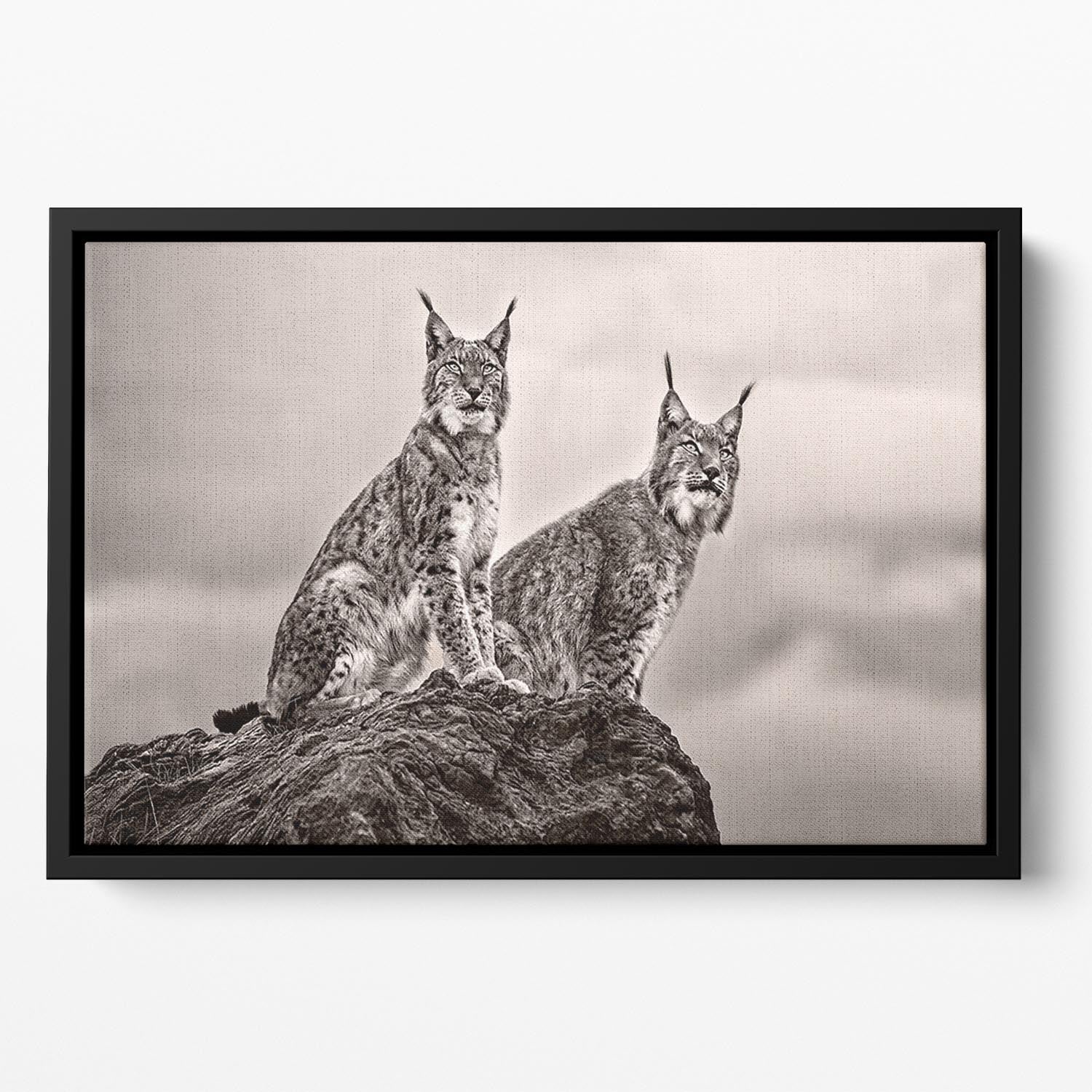 Two Lynx on rock Floating Framed Canvas - Canvas Art Rocks - 2