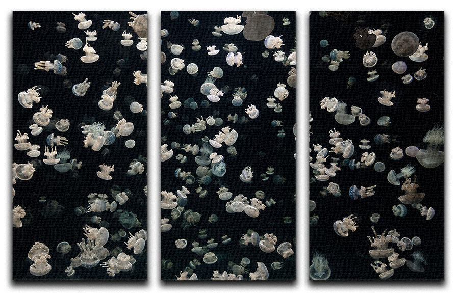 Just Some Jellies 3 Split Panel Canvas Print - Canvas Art Rocks - 1