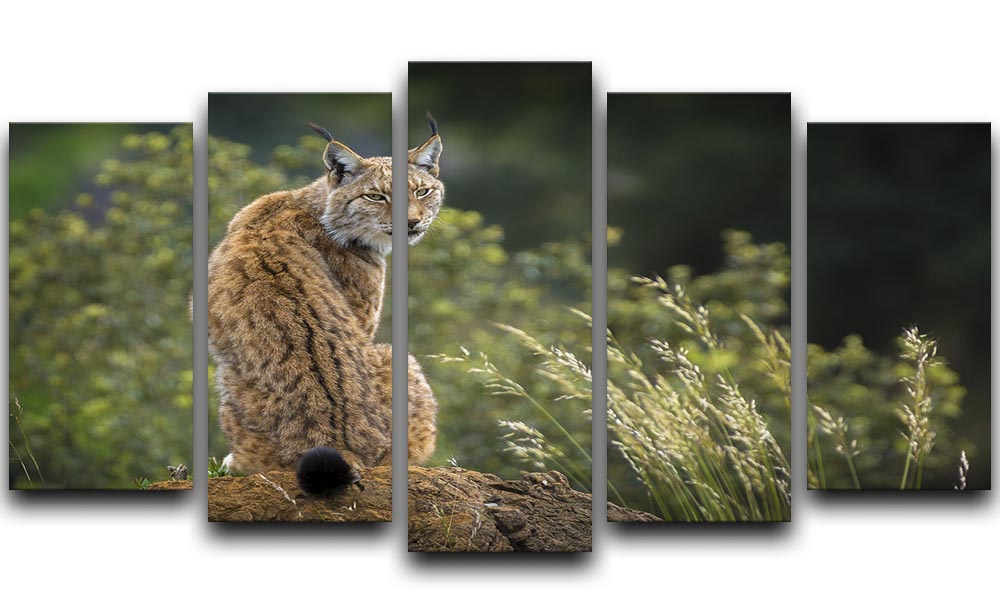 Lynx 5 Split Panel Canvas - Canvas Art Rocks - 1