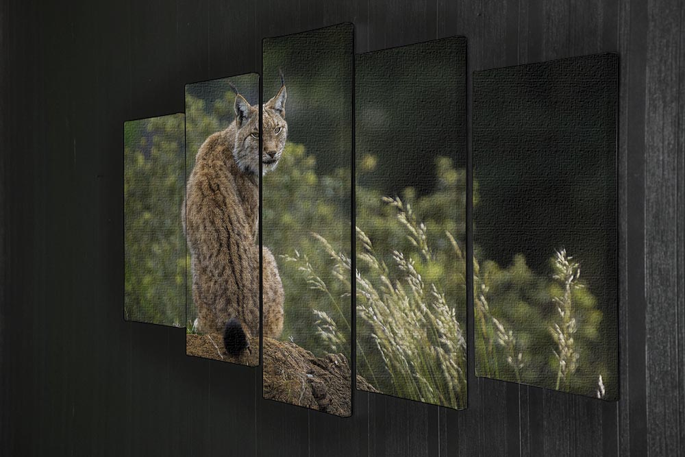 Lynx 5 Split Panel Canvas - Canvas Art Rocks - 2