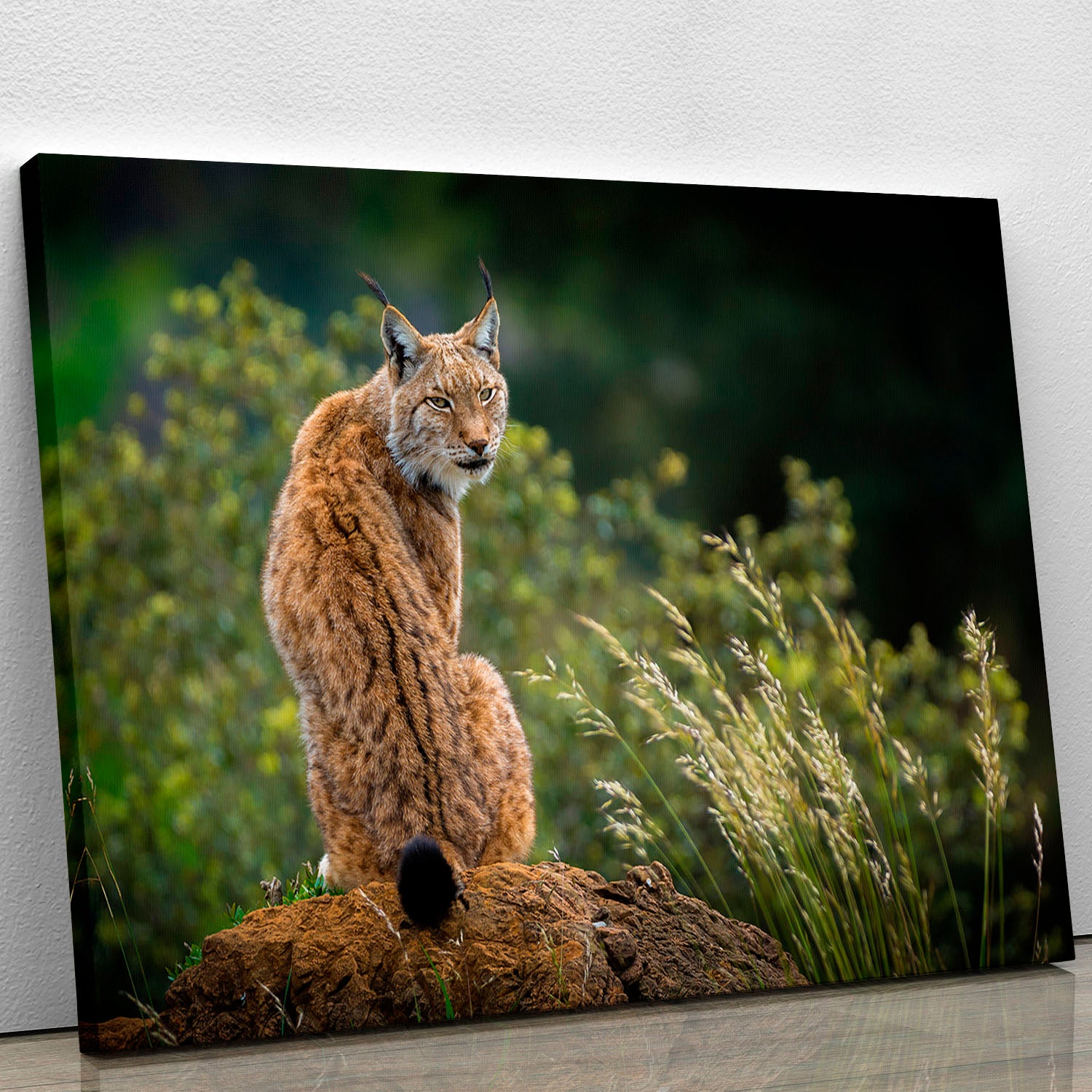Lynx Canvas Print or Poster - Canvas Art Rocks - 1