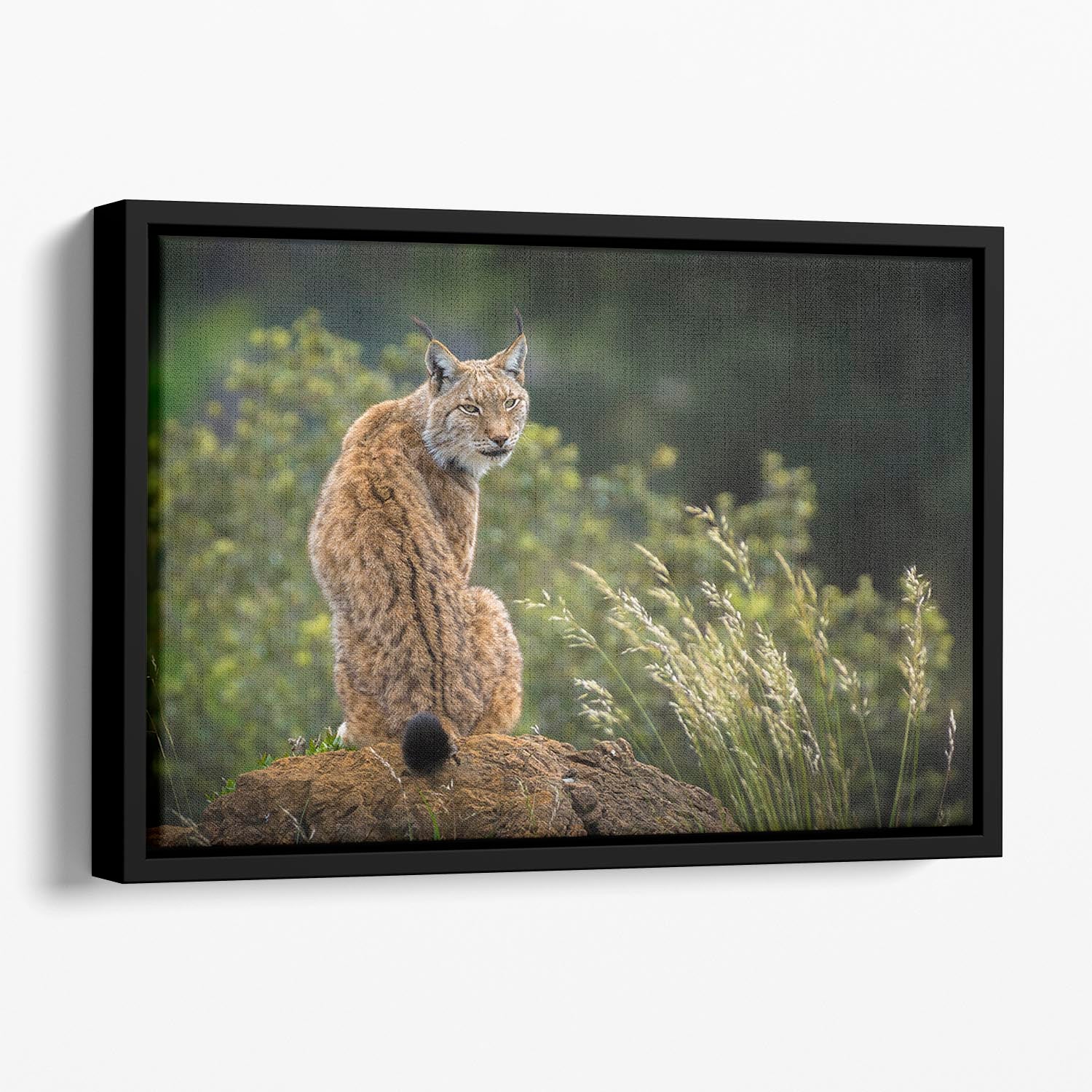 Lynx Floating Framed Canvas - Canvas Art Rocks - 1