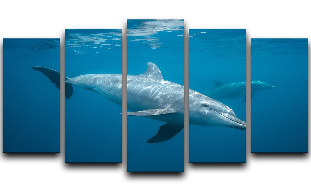Curious Dolphin 5 Split Panel Canvas - Canvas Art Rocks - 1