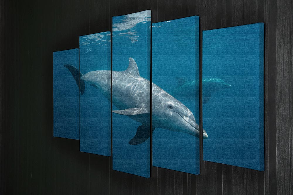 Curious Dolphin 5 Split Panel Canvas - Canvas Art Rocks - 2