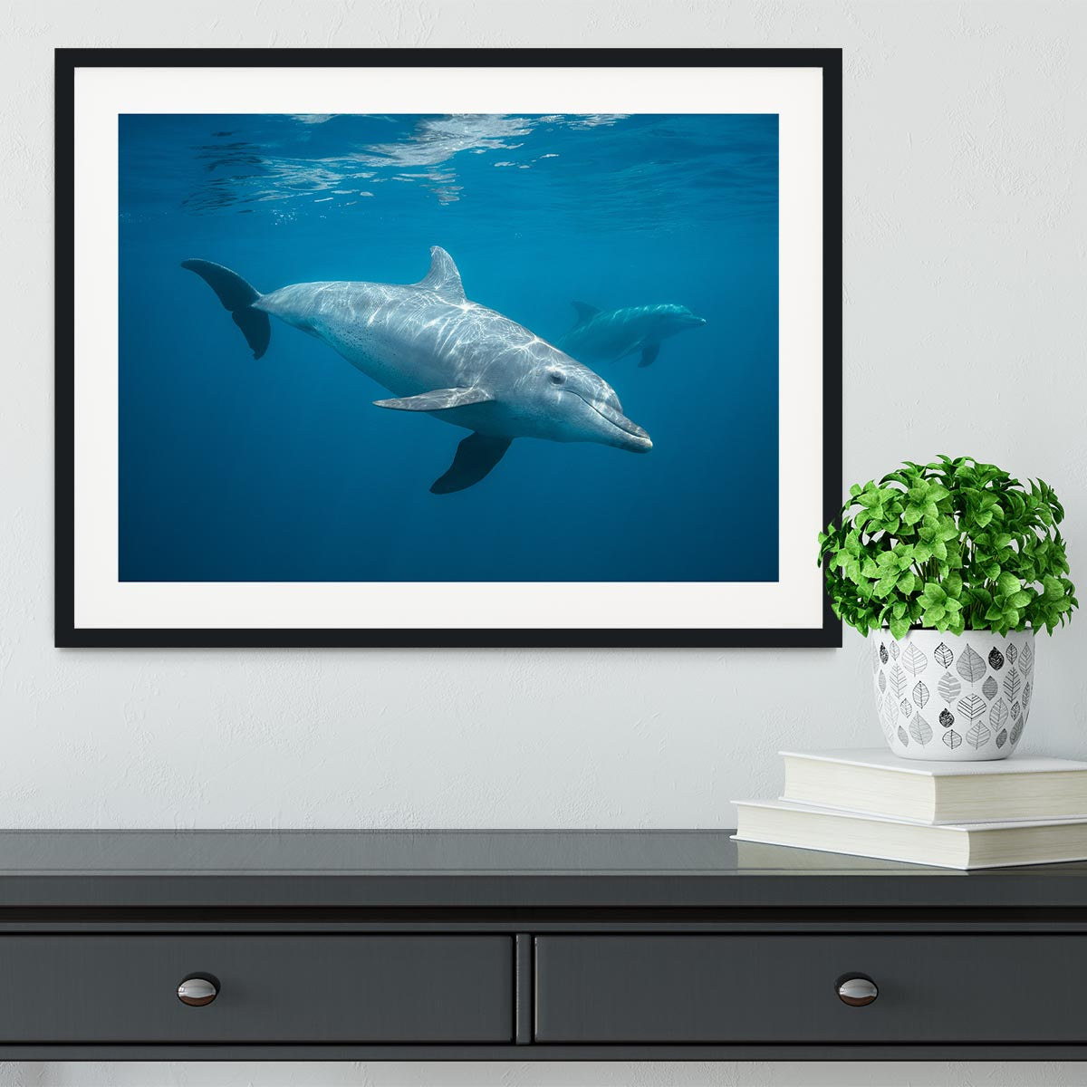 Curious Dolphin Framed Print - Canvas Art Rocks - 1