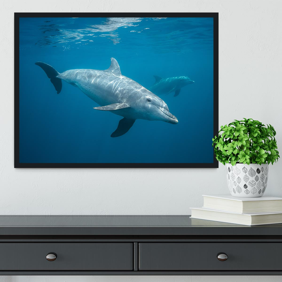 Curious Dolphin Framed Print - Canvas Art Rocks - 2