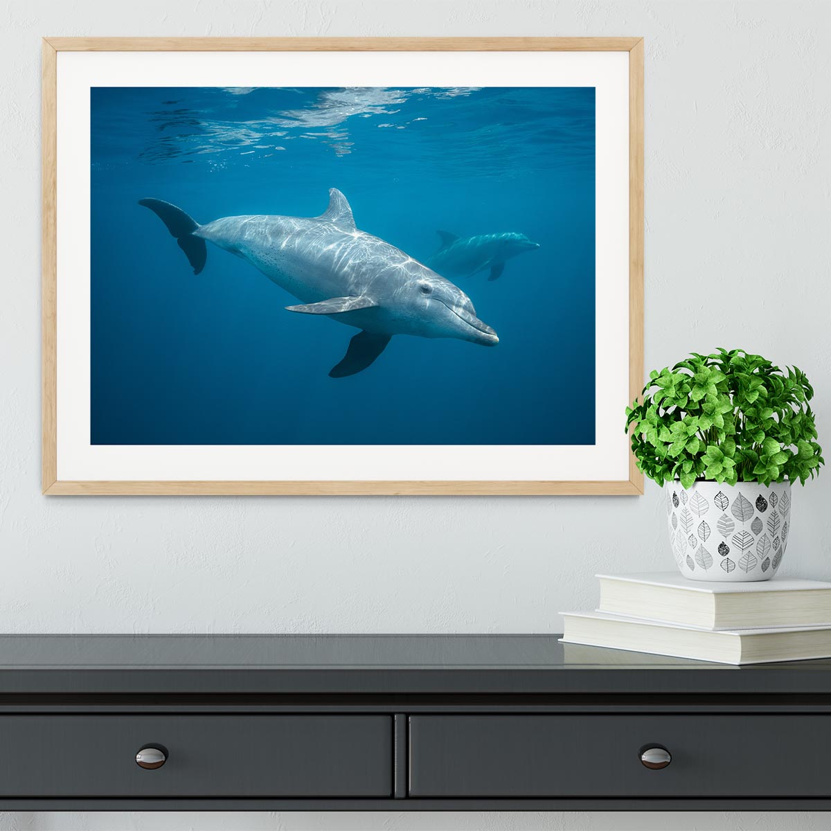 Curious Dolphin Framed Print - Canvas Art Rocks - 3