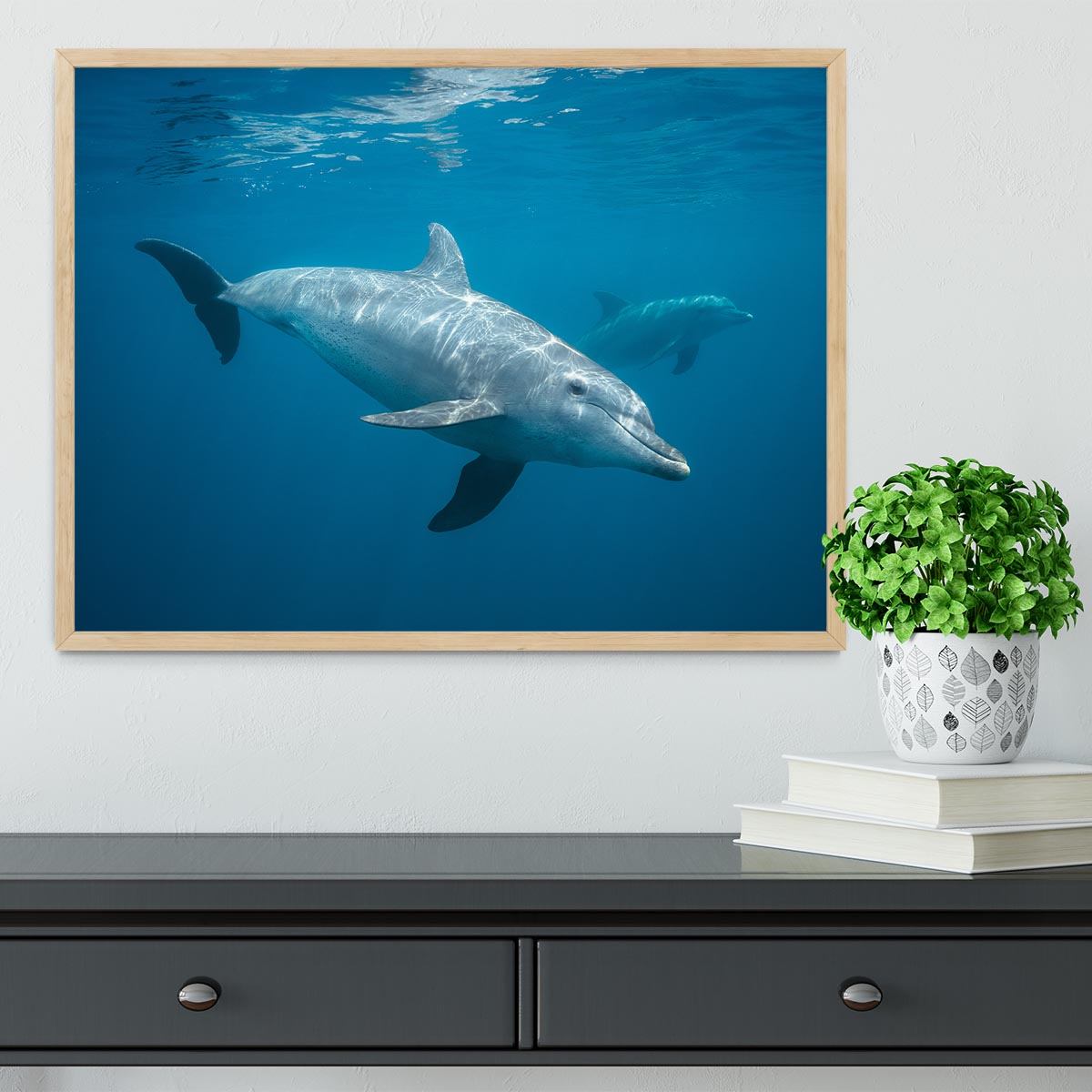 Curious Dolphin Framed Print - Canvas Art Rocks - 4